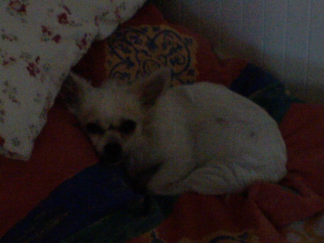 chita